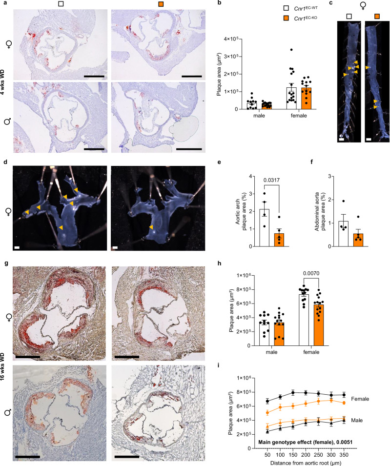 Effect of endothelial Cnr1 deficiency on atherosclerotic plaque development.a Representative Oil-Red-O (ORO) stainings (scale bar, 500 μm) and b quantification of absolute lesion area in aortic roots from Cnr1EC-WT (male: n = 11, female: n = 16) and Cnr1EC-KO (male: n = 16, female: n = 13) mice after 4 weeks of WD. c–f Representative images and analysis of arch and descending aorta lesion area normalized to vessel area from female Cnr1EC-WT (n = 4) and Cnr1EC-KO (n = 5) after 4 weeks of WD. Scale bar, 1 mm. Mann-Whitney U was performed. g Representative ORO staining and analysis of aortic roots of male and female Cnr1EC-WT and Cnr1EC-KO after 16 weeks of WD; Scale bar, 500 μm. h Quantification of absolute lesion area from Cnr1EC-WT (male: n = 11, female: n = 12) and Cnr1EC-KO (both sexes n = 14) mice shown in (g). i Plaque area per aortic root section from and Cnr1EC-KO (male: n = 10, female: n = 8) shown in (g) (7 sections per root at 50 μm distance from each other were analyzed). All data are shown as mean ± s.e.m.; Two-way ANOVA with Sidak post hoc tests (b, h), two-tailed Mann-Whitney U (d–f) or mixed-effect model with a separate analysis of the main fixed effect (genotype) for males and females (i) were applied. Each data point represents one individual mouse sample (biological replicate), collected in at least 2 independent experiments.