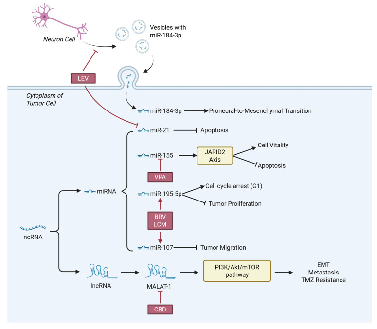 Through the regulation of ncRNA, CNS tumors manage to proliferate, invade and avoid cell death. AEDs can interfere ncRNA to inhibit tumor progression and activate death of tumor cells. Abbreviations: LEV, Levetiracetam; VPA, Valproic acid; BRV, Brivaracetam; LCM, Lacosamide; CBD, Cannabidiol; ncRNA, non-coding RNA; miRNA, microRNA; lncRNA, long non-coding RNA; EMT, Epithelial–mesenchymal transition; TMZ, Temozolomide.