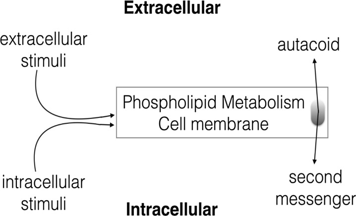 Professor Bruni correctly stated in 1988 that one of the major metabolic route for many lipid autacoids is via the plasma membraneAdapted from Autocoids from membrane phospholipids, Bruni A. 1988, Pharmacological Research Communications