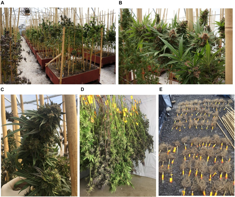 Cannabis grown in a commercial greenhouse. (A–C) Cannabis plants before harvest. (D) Whole cannabis plants were cut above the ground and hang to dry in a drying room. (E) Cannabis roots were individually labeled and dried in the drying room with the other plant parts.
