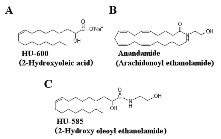 Structures of the synthetic compounds tested for anticancer activity. Structures of (A) HU−600 (Minerval, 2−hydroxyoleic acid), (B) anandamide (AEA) and (C) HU−585 that was obtained by structural modification and the addition of AEA side chain to HU−600.