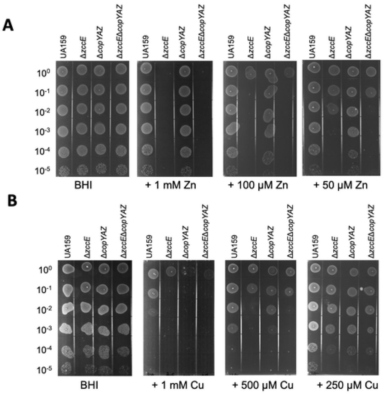 CopA plays a minor role in Zn tolerance while ZccE and CopA work interchangeably to protect against Cu intoxication in oxidizing environments. (A-B) Plate titration (spot test) of S. mutans UA159, ΔzccE, ΔcopYAZ, and ΔzccEΔcopYAZ strains on BHI agar with varying concentrations of Zn (A) or Cu (B). Images were taken after 24 h incubation at 37°C in 5% CO2 and are representative of at least 3 independent experiments.