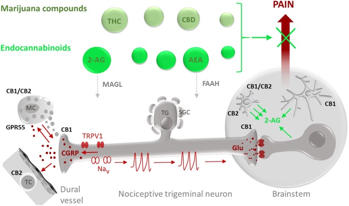 Potential targets for the anti-nociceptive action of phyto-cannabinoids (marijuana compounds) and eCBs in migraine pain. Migraine-associated pain (pain propagating pathways are marked in brown) is generated in the TGVS comprising meningeal mast cells (MC), dural vessels and nociceptive trigeminal nerve fibers. Activation of pro-nociceptive TRPV1 receptors in sensory neurons which cell bodies are located in the trigeminal ganglion (TG) surrounded by satellite glial cells (SGC), results in release of the migraine mediator CGRP which can degranulate MC, provide a strong vasodilatory effect and target T-cells (TC). Degranulation of MC is associated with release of multiple pro-inflammatory compounds (5-HT, histamine, cytokines) supporting local neuroinflammation and sensitization of nociceptive fibers. Sensitized nerve fibers, via activation of certain subtypes of sodium channels (Nav), generate nociceptive firing (nociceptive spikes) propagated to the brainstem and, later, to the higher pain centers where this nociceptive traffic is perceived as migraine pain. eCBs and exocannabinoids (marked in green) including anandamide (AEA) and 2-arachidonoylglycerol (2-AG) as well as their exogenous counterparts THC and CBD, respectively, are promising agents to provide the anti-nociception in migraine. The anti-nociceptive effect of eCBs depends on their local concentrations, determined by the balance between the synthesis and degradation as well as availability and subtypes of their target receptors. The degradation of 2-AG is controlled by MAGL whereas hydrolysis of AEA is determined by the activity of FAAH. As some eCBs, such as AEA, can also activate TRPV1 receptors, migraine-associated pain is affected by a delicate balance between anti-nociceptive effects of CBs on specific cannabinoid receptors and pro-nociceptive effects on TRPV1 receptors. At peripheral site in meninges, CB1 receptors expressed in peripheral trigeminal nerve endings can contribute to anti-nociception by reducing probability of spike generation and reducing release of CGRP. Cannabinoid receptor type 1 (CB1) in the CNS is mainly expressed in neurons with predominant presynaptic location providing the inhibitory action of glutamate release in the brainstem. CB1 subtype is also expressed in astrocytes (Metna-Laurent and Marsicano, 2015). Cannabinoid receptor type 2 (CB2) and GPR55 are primarily expressed in cells of immune origin such as peripheral MC or T-cells as well as in microglial cells in the brain. Recent data also suggest heteromerization of CB1 and CB2 receptors in activated microglia. Notably, microglia are much more efficient than astrocytes and neurons (Walter et al., 2003) in producing the major eCB 2-AG which, in a paracrine way, can control neurons and, in autocrine manner, activate microglia.