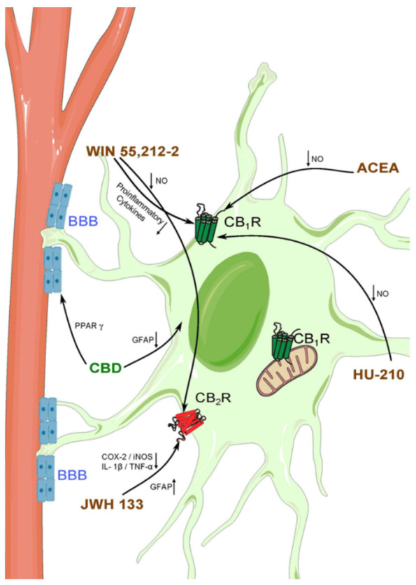 Schematic representation of the interactions of cannabinoid compounds with astrocytes in the context of epilepsy and neuroinflammation. Synthetic cannabinoids (brown) are able to interact with CB1 and CB2 receptors located in astrocytes. Moreover, some phytocannabinoids (green) modulate astrocyte functions on a cannabinoid-receptor-independent manner.