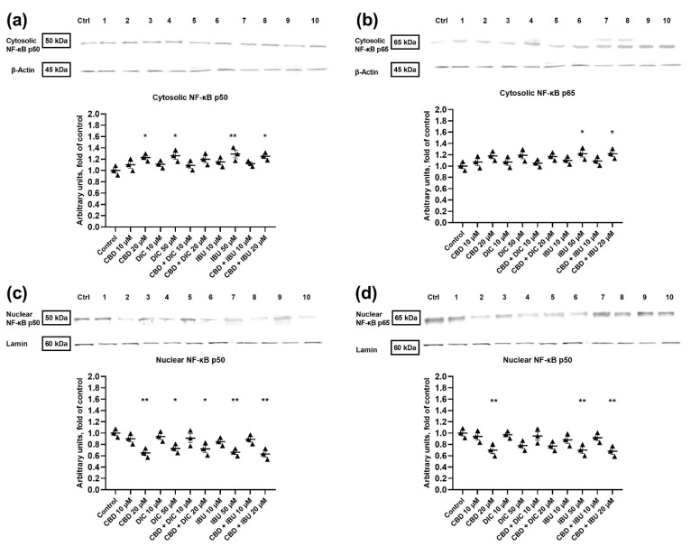 The effect of CBD and its combinations with DIC and IBU on the level of NF-κB p50 and p65 proteins (in the cytosolic fraction—panel (a) and (b); in the nuclear fraction—panel (c) and (d)) in A431 cells. Representative Western blots are presented above the graphs. The numerical code follows the order of compounds presented in charts, i.e., Ctrl—Control, 1—CBD 10 µM, 2—CBD 20 µM, 3- DIC 10, 4 DIC—50 µM, 5—CBD + DIC 10 µM, 6—CBC + DIC 20 µM, 7—IBU 10 µM, 8—IBU 50 µM, 9—CBD + IBU 10 µM, 10—CBD + IBU 20 µM. The values (mean ± SEM) were calculated as a relative change in the protein level compared to control cells from three separate experiments. * p < 0.05 and ** p < 0.01 mean values significantly differed from the control group. Original scans of blots are shown in Supplementary Materials Figure S2.