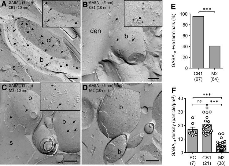 Surface expression of GABAB1 differs on CB1R- and M2R-positive axon terminals. a, b Electron micrographs of CB1R-positive (10 nm gold particles) putative CCK BC axon terminals (b) forming synapses either with somata (S in A) or proximal dendritic shafts (den in B) of putative CA1 PCs. Note, that CB1R-positive terminals show consistently high levels of immunogold labeling for GABAB1 (5 nm, arrows) (synaptic vesicles are indicated by arrowheads in a). c, d Electron micrographs of M2R-positive (10 nm immunogold) putative PV BC axon terminals (b) contacting somata (S) of putative CA1 PCs. M2R-positive terminals showed a lower GABAB1 density (5 nm particles, arrows in c) and also included immunonegative terminals (b in d). Insets in a–c show differences in particle size, with small 5 nm gold particles for GABAB1 (arrows) and the larger 10 nm particles for the interneuron-specific marker CB1R and M2R, respectively. e Summary bar chart of the proportion of GABAB1 on double-labeled CB1R- or M2R-containing axon terminals. The total number of examined CB1R- and M2R-immunopositive terminals is indicated in parenthesis. f Quantification of the surface density of immunogold particles for GABAB1 subunit on CB1R- and M2R-positive axon terminals (with GABAB1 immuno-negative profiles exclude) in comparison to PC dendrites. Note the divergence of labeling density between CB1R- and M2R-positive terminals. Statistics shown: ns P > 0.05, *** P < 0.0001, Fisher’s exact test and 1-way ANOVA with multiple comparisons. Scale bars 200 nm