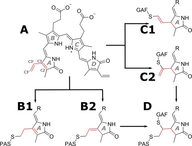 Possible modes of chromophore attachment. Free BV (A) can be covalently attached to the conserved PAS-Cys under retention of the endocyclic DB (B124) or exocyclic DB rearrangement (B219), as found in the crystal structures of various BphPs. Attachment to the GAF-Cys results in blue-shifted absorption properties and the remaining DB is not conjugated to the aromatic system, accordingly. Hence, attachment to the GAF domain either results in configuration (C2)9 like in eukaryotic phytochromes17 (albeit with a non-conjugated DB) or, possibly also in the configuration (C1), as found in miRFP67011. Upon further reaction, only the structures (B2 and C2) can lead to the reported structure of the double-attached species (D), while (B1,C1) represent dead ends in the reaction sequence.