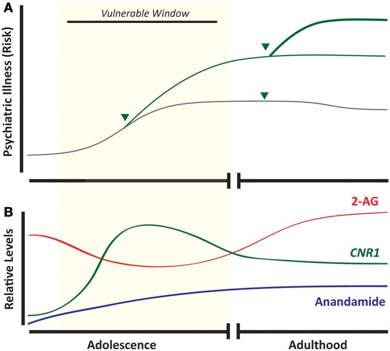 Developmental cannabis increases vulnerability to psychiatric disease and overlaps with ontogenic changes in the endocannabinoid system. Adolescence is associated with an increased incidence of psychiatric illness, and exposure to cannabis (arrow head) during this developmental window strongly predicts subsequent development of mood disorders, addictive disorders, and schizophrenia (A). Components of the endocannabinoid system appear as early as embryonic life, but maximal CNR1 mRNA expression occurs during adolescence (B). (Green line = cannabis-exposed and gray line = unexposed individuals.)