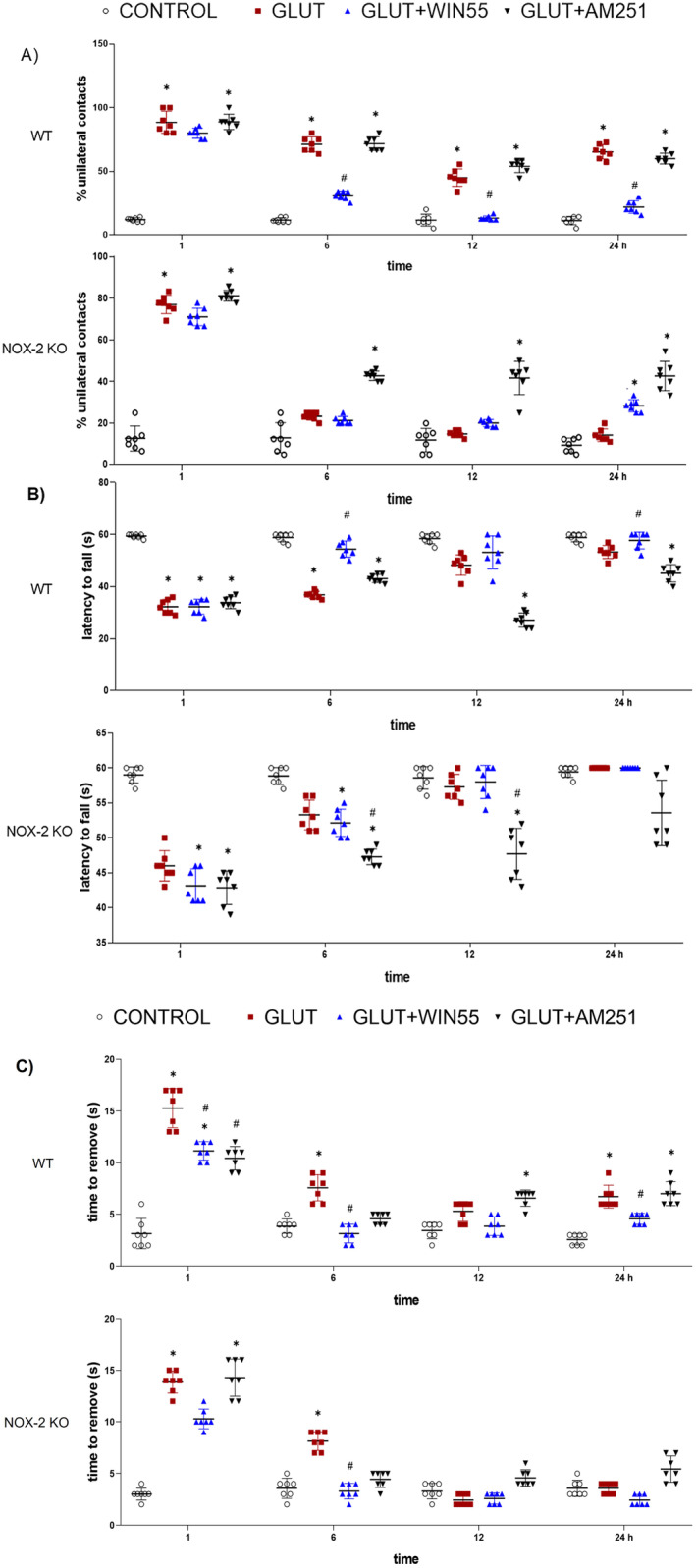 Motor activity recovery after glutamate (GLUT) administration in WT and NOX‐2 KO mice treated with or without WIN55, or AM251 evaluated at 1, 6, 12, and 24 h after intracerebral glutamate (GLUT) injection (n = 7). (A) Cylinder test. (B) Latency to fall. (C) Adhesive removal test. Results were expressed as means ± standard deviation. *p < 0.05 versus the corresponding control; #p < 0.05 versus the corresponding mice treated with glutamate (GLUT).