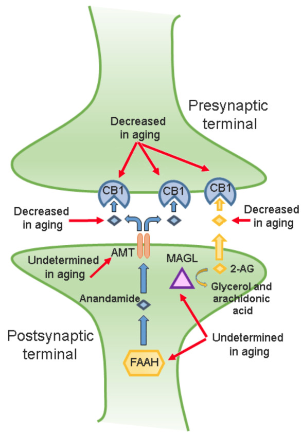 The endocannabinoid system in aging. The CB1 cannabinoid receptor, anandamide, 2-AG, monoacylglycerol lipase (MAGL), anandamide membrane transporter (AMT), and fatty acid amide hydrolase (FAAH) belong to the endocannabinoid system. Briefly, anandamide is synthesized by the activity of FAAH in the postsynaptic terminal. Next, the AMT displaces anandamide into the extracellular space to binding to the CB1 cannabinoid receptor. In addition, the 2-AG also binds to the CB1 cannabinoid receptor at the presynaptic terminal. As mentioned in the text, anandamide, 2-AG, the CB1 cannabinoid receptor, FAAH, and AMT participate in sleep modulation. As shown in the drawing, the CB1 cannabinoid receptor, anandamide, and 2-AG levels have been found decreased in aging. However, the activity of FAAH, AMT, and MAGL across aging remains to be described.
