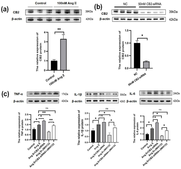 Activation of CB2 receptors by JWH133 inhibited AngII-induced proinflammatory cytokine elevation in BV2 Cells. (a) The original graph and protein relative expression of CB2 receptors in BV2 cells treated with AngII; (b) the original graph and protein relative expression of CB2 receptors in BV2 cells treated with CB2-siRNA and control-siRNA; (c) the original graph and protein relative expressions of TNF-α, IL-1β, and IL-6 in the BV2 cells treated with AngII along with knocking down or activating the CB2 receptor. The data are expressed as the mean ± SEM (n = 6 times, * p < 0.05, ** p < 0.01, ns: p > 0.05). Original blot images can be found in Supplementary File S1.