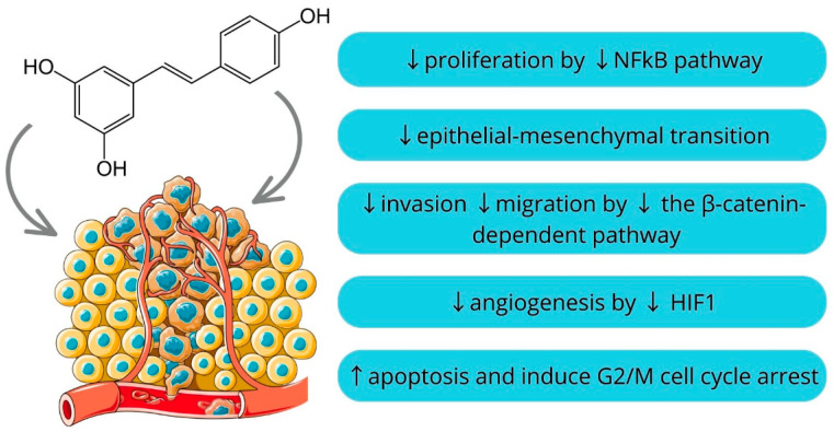Mechanisms of resveratrol action [97,98,99,100,101,102,103,104,105,106] (parts of the figure were drawn by using pictures from Servier Medical Art).