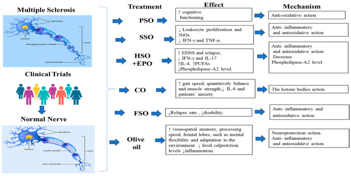 A summary of plant oils used in the treatment of MS in clinical trial studies. Image for Multiple Sclerosis and normal nerve was taken from https://www.santhoshselvam.com/blog/category/multiple-sclerosis/ (accessed on 5 June 2023) the third of June 2023. Clinical trial image was taken from https://mrctcenter.org/clinical-research-glossary/glossary-words/clinical-trial/ (accessed on the 5 June 2023).