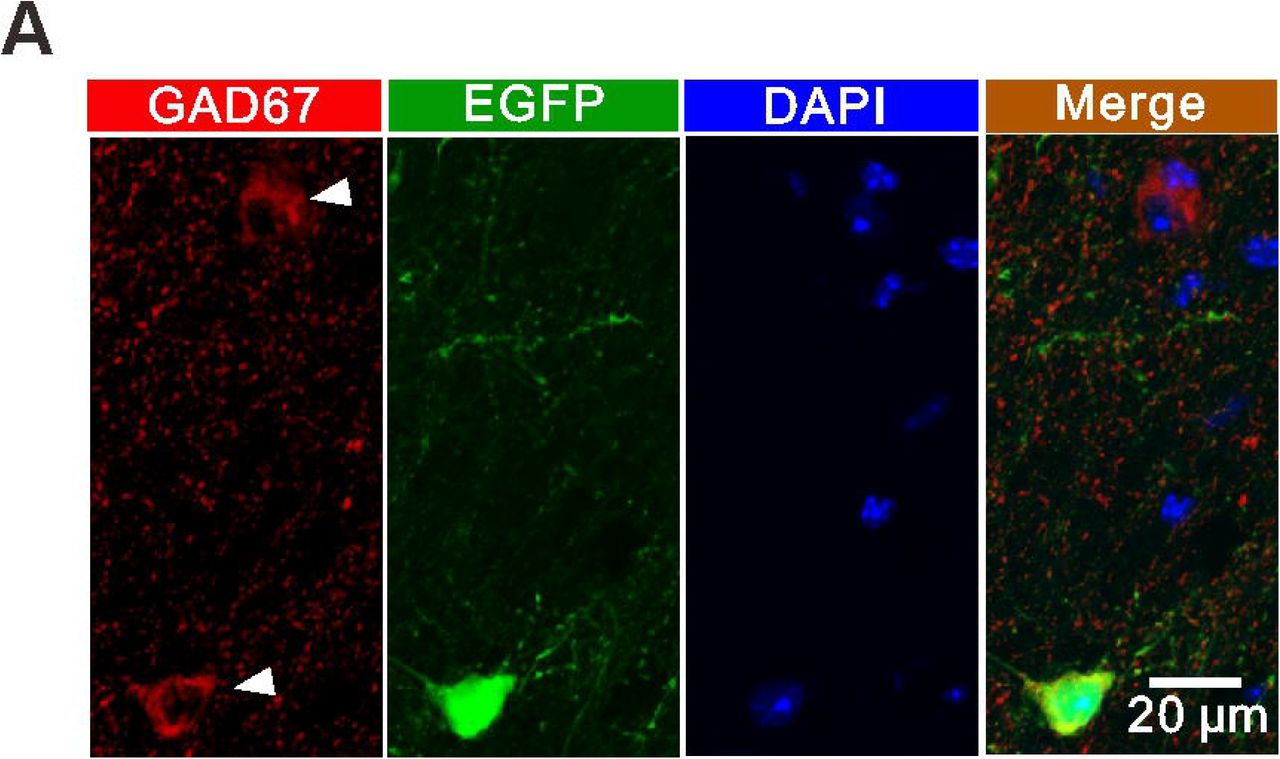 EGFP+ interneurons have normal sEPSCs, excitability and PPR.(A) Relationship of injected current to number of APs in postulated interneurons and EGFP+ interneurons. Inset: traces of membrane responses to current injection.(B) The number of APs at up state membrane potential (Vm) values (Control: 14.62±1.474, n=13 slices from 6 mice; EGFP: 15.61±1.458, n=18 slices from 6 mice; t=0.4684 with 29 degrees of freedom, p=0.643, two-tailed unpaired t-test).(C) Interneuron resting membrane potentials (Control: -63.85±1.779 mV, n=13 slices from 6 mice; EGFP: -61.44±1.539 mV, n=18 slices from 6 mice; t=1.018 with 29 degrees of freedom, p=0.317, two-tailed unpaired t-test).(D) Left: example traces of sEPSCs measured in the stratum radiatum of hippocampal postulated interneurons of WT mice; Right: example traces of sEPSCs measured in the stratum radiatum of hippocampal EGFP+ interneurons of virus-injected mice.(E, F) Cumulative distribution plots and summary of sEPSC amplitude and frequency in postulated interneurons and EGFP+ interneurons (Amplitude: 16.89±1.846 pA of control, 18.28±2.003 of EGFP, n=10 slices from 6 mice, t=0.5125 with 18 degrees of freedom, p=0.6146, two-tailed unpaired t-test; Frequency: 12.41±3.058 Hz of control, 13.78±2.601 Hz of EGFP, n=10 slices from 6 mice, t=0.3405 with 18 degrees of freedom, p=0.7374, two-tailed unpaired t-test).(G) Example paired-pulse traces measured in postulated interneurons and EGFP+ interneurons.(H) Summary of the paired-pulse ratio (Control: 1.602±0.1443, n=8 slices from 3 mice; EGFP: 1.677±0.1794, n=8 slices from 3 mice; t=0.3267 with 14 degrees of freedom, p=0.7488, two-tailed unpaired t-test).