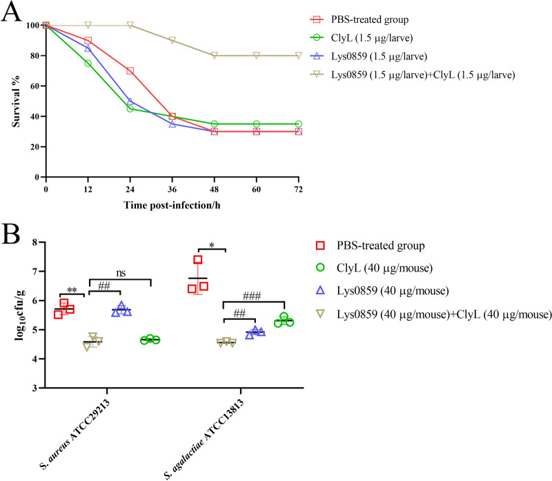 Effect of phage lysin cocktail treatment on S. aureus- and S. agalactiae-induced coinfections. A The therapeutic effect of the phage lysin cocktail on G. mellonella larvae coinfected with S. aureus ATCC29213 and S. agalactiae ATCC13813. The larvae were infected with a mixture of S. aureus ATCC29213 and S. agalactiae ATCC13813 and then treated with a phage lysin cocktail, chimeric lysin ClyL, or phage lysin Lys0859 at 3 h post infection. B The therapeutic effect of the phage lysin cocktail on S. aureus ATCC29213- and S. agalactiae ATCC13813-induced mastitis in mice. The mice were treated with phage lysin cocktail, chimeric lysin ClyL, or phage lysin Lys0859 at 24 h post infection. Significant differences between the PBS groups and the ClyL + Lys0859 groups were determined by Student’s t test (* P < 0.05 and ** P < 0.01). Significant differences between the ClyL + Lys0859 groups and the ClyL and Lys0859 groups were determined via Student’s t test (ns P > 0.05, ## P < 0.01, and ### P < 0.001). The error bars represent the standard deviations (SD).