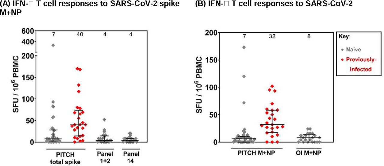 T cell responses to SARS-CoV-2 spike and structural proteins measured at baseline (pre-vaccination) by in-house PITCH ELISpot and Oxford Immunotec T-SPOT assay.Healthcare workers received phlebotomy prior to 1st dose vaccination (baseline). Patients here are not matched across PITCH panels and Oxford Immunotec panels. For PITCH total spike and M+NP participants, data is matched. n=39 naïve and n=25 previously infected with SARS-CoV-2. For Oxford Immunotec Panels 1+2, 14 and M+NP, data is matched. n=21 naïve (no previously infected participants available). Grey symbols indicate naïve patients and red symbols indicate patients previously infected with SARS-CoV-2, as defined by available PCR and serology. Median T cell responses are stated immediately above each column and marked by a horizontal line on each column, and interquartile range is represented by error bars. This dataset is separate from that included in Table 1. Median age is 32 years (range: 22-72 years) with 35% and 65% of the cohort being male and female, respectively.