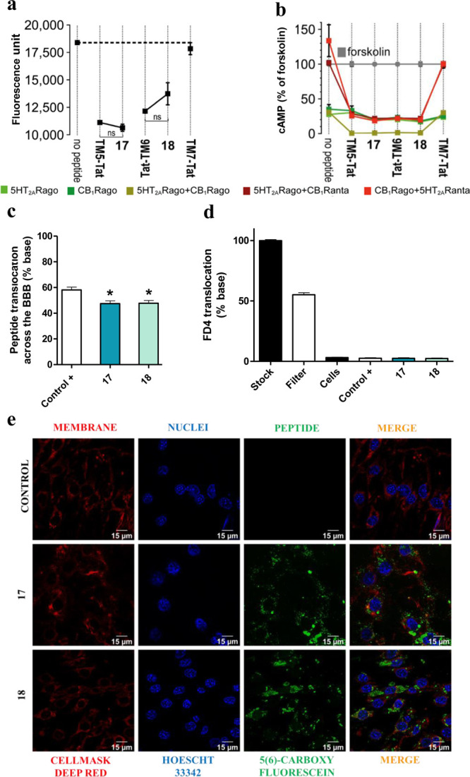 (a) BiFC analysis of the effect of peptides 17 and 18 on CB1R–5HT2AR heteromerization. Fluorescence (530 nm) of HEK-293T cells transfected with 5HT2AR-cYFP and CB1R-nYFP treated with a vehicle or peptide. Values are mean ± SEM of n = 10–30. TM5-Tat and Tat-TM6 are positive controls, whereas TM7-Tat is a negative control; ns (no significant), (one-way ANOVA followed by Tukey’s multiple comparison tests). (b) Effect of peptides 17 and 18 on cAMP production. Transfected cells preincubated with a vehicle (no peptide) or with 5HT2AR (5HT2ARago, DOI, 100 nM) or CB1R (CB1Rago, WIN, 100 nM) agonists or with 5HT2AR (5HT2ARanta, MDL, 300 nM) or CB1R (CB1Ranta, RIM, 1 μM) antagonists and combinations thereof, in the presence of FK. Values are mean ± SEM of n = 3–6 of FK-treated cells. Two-way ANOVA followed by Tukey’s multiple comparison tests was used to analyze the data (Table S5). (c) In vitro translocation of peptides 17 and 18. Translocation (%) across the transwell BBB model quantified as fluorescence in the basolateral chamber after 24 h. A trans-BBB peptide was used as the positive control. Values are mean ± SEM of n = 3–6. *p < 0.05 vs positive control (one-way ANOVA followed by Dunnett post hoc tests). (d) BBB integrity to peptides 17 and 18. Measured as permeability of fluorescent FD4 dextran upon peptide exposure. Values are mean ± SEM of n = 3–6. No statistical significance difference was observed between samples (one-way ANOVA followed by Tukey’s multiple comparison test). (e) Confocal microscopy. Images showing peptide internalization into bEnd.3 cells.