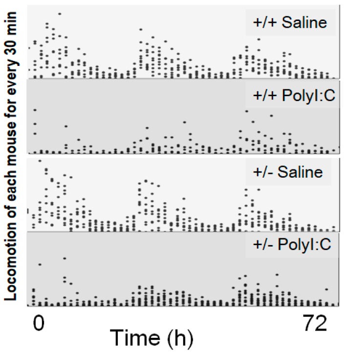 Locomotor activity of the Cnr2 heterozygote KO mice three days after Poly I:C injection. Locomotor activity of each mouse every 30 min for 72 h is plotted as a dot for the wild type and the heterozygote Cnr2 KO mice. The light gray fields shows the locomotor activity of saline treated mice, while dark gray field show that of Poly I:C treated mice. ANOVA analysis showed significant difference (p < 0.0001), especially for the effect of Poly I:C treatment (p < 0.0001), but not for the genotypes (p = 0.35) or the combination of Poly I:C treatment and genotypes (p = 0.17). However, post-hoc analysis showed a small but insignificant difference in locomotor activity between the genotypes when the mice were injected with Poly I:C (p (single sided) = 0.06).