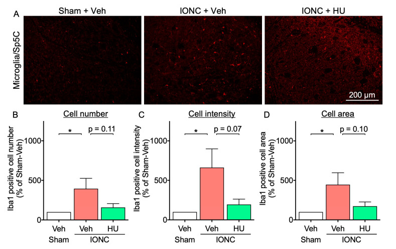 Effect of intranasal administration of HU-308 on Sp5C microglial activation in IONC mice. (A) Fluorescent photomicrographs of Iba-1 in Sp5C from sham and IONC mice following repeated intranasal administration of HU-308 (HU, 30 nmole, 10 µL). Scale bar = 200 µm. The number of Iba1-positive cells (B), the Iba1 intensity (C), and the cell area (D) were calculated from N = 5 mice. Individual data and mean ± SEM are shown. * p < 0.05 (one-way ANOVA followed by Dunnett’s multiple comparisons test).
