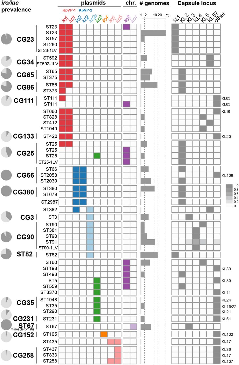 Distribution of plasmid and chromosomal variants of iro and iuc and capsule locus (KL) types amongst K. pneumoniae clones.Rows indicate sequence types (STs, as labelled) that contain ≥1 genome in which iro and/or iuc was detected; vertical lines indicate STs belonging to the same clonal group (CG) as labelled. Pie charts indicate prevalence of iro and/or iuc within common K. pneumoniae lineages. The detection of individual iro and iuc lineages within each K. pneumoniae ST is indicated in the grid, coloured as per Figure 1. Bar plots indicate sample size (number of genomes per ST; note log10 scale). Heatmap on the right indicates prevalence of capsule (K) locus types in each K. pneumoniae ST, coloured as per inset legend. Individual columns are included for K types that are common amongst virulent clones; where other K types were detected these are represented in the ‘other’ column, and the relevant K type for that ST is labelled to the right.