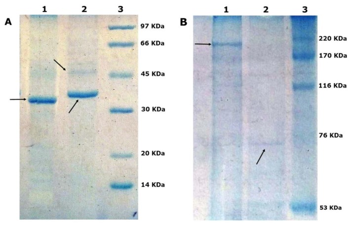 Coomassie blue dye stained SDS-PAGE gels showing the outer membrane proteins, (1) Xenorhabdus nematophila, (2) Photorhabdus luminescens, (3) Standard. (A) The molecular weight 14–97 kDa, (B) The molecular weight 53–220 kDa. Protein fragments have shown with arrows.