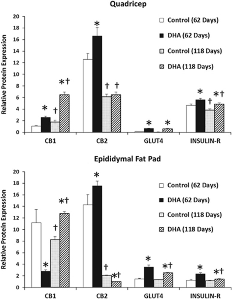 CB1, CB2, GLUT4 and INSULIN-R expression in mouse quadriceps and epididymal fat pad after 62 and 118 days of feeding AIN 93M semipurified diets: western blot comparison between the treatment (DHA) and control groups. Values are mean±s.d. for n=9 measurements. Differences between diet groups and time were compared by t-test. * represents differences between diet groups; † indicates significant difference over time within the same diet group.