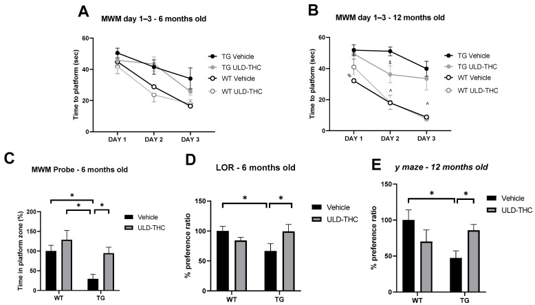 Cognitive improvement after ULD-THC. The learning of AD mice was impaired in the Morris water maze (indicative of learning ability and spatial memory) compared to WT mice, and the ULD-THC treatment alleviated this impairment at 6 months (A) and 12 months (B). On the probe phase on day 4 (C), 6-month-old WT mice spent significantly more time at the platform zone than AD mice, indicating the impaired long-term memory acquisition of AD mice. Importantly, ULD-THC-treated AD mice also spend more time than non-treated AD mice. In the novel location recognition test at six months (D), there were significant differences between the groups in long-term associative-spatial memory. Performance was impaired in AD mice compared to WT mice. Importantly, AD-treated mice exhibited a better performance compared to non-treated AD mice and spent significantly more time sniffing the object in the new location. According to the Y-maze, short-term spatial memory (E) was impaired in 12-month-old AD mice compared to WT mice. Importantly, treated AD mice exhibited better performance than vehicle-treated AD mice and spent significantly more time in the new arm. * indicates p > 0.05. ^ indicates the difference between WT groups and TG groups. %—Difference between WT control and TG groups. $—Difference between TG treated and TG control groups. Data in graphs (C–E) are presented as % from WT. n = 7–10. Mean ± SEM.
