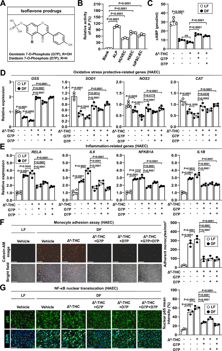 Effects of isoflavone monophosphates on inflammatory response and oxidative stress in endothelial cells. A Molecular structures of the isoflavone prodrugs genistein 7-O-phosphate (G7P) and daidzein 7-O-phosphate (D7P) are shown. B Relative alkaline phosphatase (ALP) activities in cell lysates from endothelial cells are shown. ALP levels were measured using an ALP activity assay kit and normalized to the ALP-positive control. (C) HUVECs were treated with 5 μM Δ9-THC, 2 μM G7P, 2 μM D7P, or a combination of G7P and D7P for 24 h under laminar flow (LF) or disturbed flow (DF) conditions. Intracellular cAMP levels are shown. ns, no significance. D-G HAECs were treated with 5 μM Δ9-THC, 2 μM G7P, 2 μM D7P, or a combination of G7P and D7P for 24 h under laminar flow (LF) or disturbed flow (DF) conditions. D mRNA expression levels were quantified by qPCR and normalized to GAPDH expression. The mRNA expression levels of CNR1 (left panel) and oxidative stress-related protective genes (right panel) in HAECs are shown. E mRNA expression levels of inflammation-related genes in HAECs are shown. F Monocyte adhesion assays were performed on disturbed flow-treated HAECs. Fluorescence images (upper left panel) and bright-field images (lower left panel) of THP-1 adhesion were captured using a fluorescence microscopy. Scale bars: 250 μm. The fluorescence intensity of adherent THP-1 monocytes was quantified (right panel). (G) Immunofluorescence staining for p65 (Alexa Fluor 488, green fluorescence) and nuclei (DAPI, blue fluorescence). Merged images are shown (left panel). The white arrowhead indicates the nuclear translocation of p65. Scale bar: 150 μm. The quantification of nuclear p65 fluorescence intensity in HAECs was performed using ImageJ software (right panel)