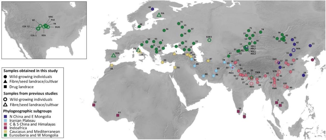 Geographic distribution of samples included in this study, with individuals coloured according to the subgroups obtained in the phylogenomic analysis (see Fig. 2). The shapes indicate Cannabis accession types, them being, wild-growing (circles), fibre/seed (triangles), and drug (squares) types. Additionally, filled shapes are newly analysed Hyb-Seq samples, while empty shapes are NCBI SRAs corresponding to WGS data mined for our Hyb-Seq targets. The inset shows USA wild-growing populations mined from NCBI SRAs. Drug cultivars mined are not shown. For more detailed information see Supplementary Table S1. The map was made with Natural Earth (Free vector and raster map data @ naturalearthdata.com).