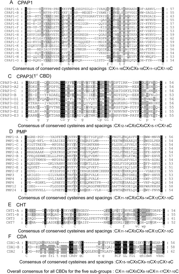 Amino acid sequence alignment of the ChtBD2 of each of the CPAP1, CPAP3, PMP, CHT, and CDA families of Bombyx mori proteins. Multiple sequence alignment of ChtBD2s for each of these ChtBD2‐containing proteins was performed using ClustalX software and GeneDoc software. The cysteines and residues conserved in all proteins of that family are shaded in black. (A–F) ClustalX alignment of the ChtBD2 domain from each family of B. mori proteins.