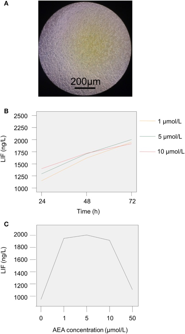The production of leukemia inhibitory factor (LIF) by RL95-2 after the stimulation with anandamide (AEA) and cannoibind receptor agonists. (A) The morphology of RL95-2 in the culture. (B) RL95-2 was stimulated by different concentrations of AEA (1, 5, and 10 µmol/L) for 24–72 h. (C) The production of LIF by RL95-2 was increased when cultured with low dose of AEA (1–5 µmol/L), whereas high dose of AEA (50 µmol/L) inhibited the LIF production. The experiments were repeated three times. The results were presented as mean. The significance of the variation was summarized in Table 5. *P < 0.05.