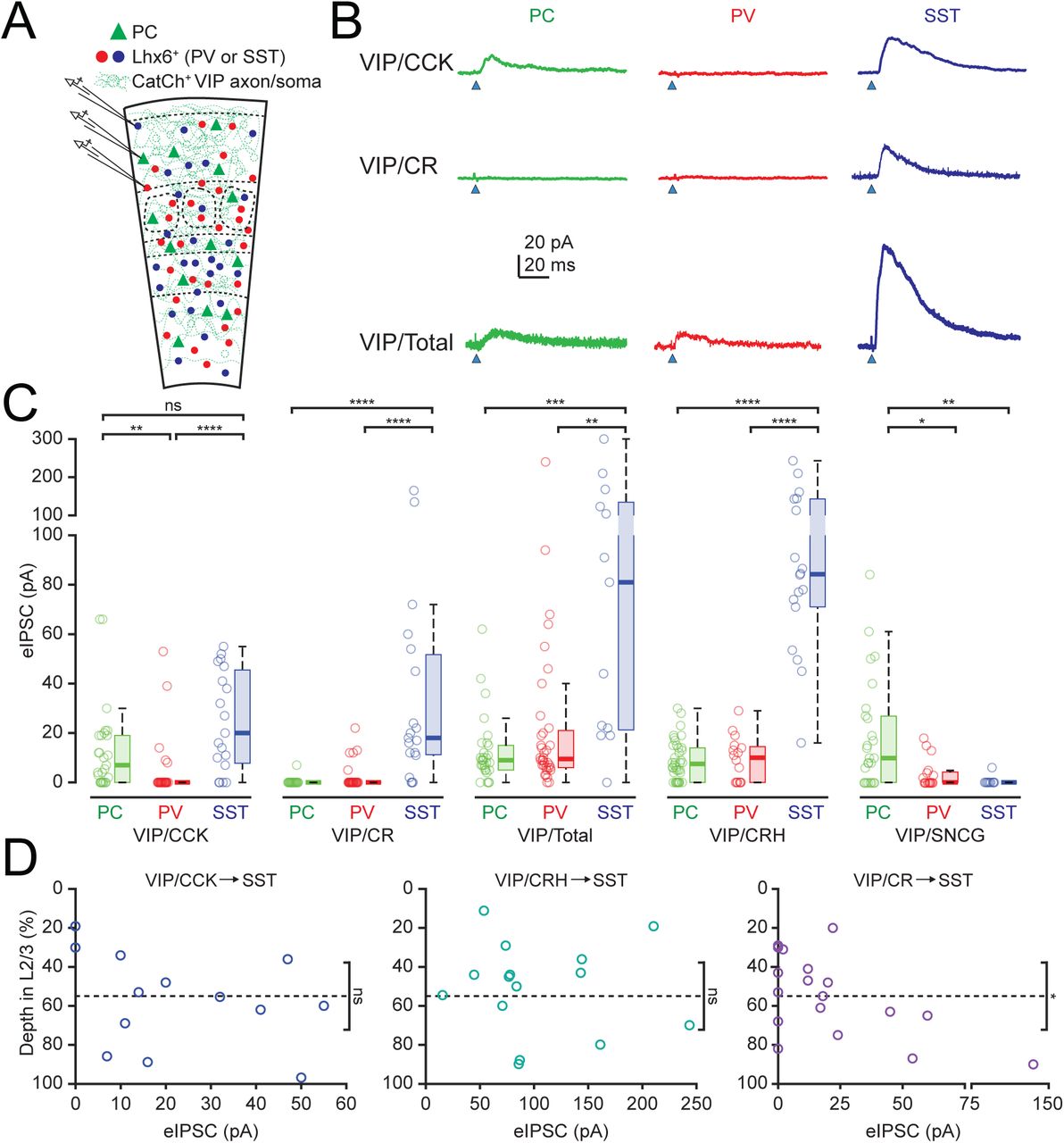 Efferent connectivity of VIP IN populations.(A) Schematic of the experiments to study efferent connectivity of VIP IN populations using Ai80 mice. Either PCs or EGFP+ Lhx6+ INs (PV or SST cells) in vS1 were patched to measure output from VIP INs following light stimulation of CatCh-expressing VIP IN axons. (B) Representative voltage-clamp (Vhold = −50 mV) recordings of evoked VIP IN output to PCs, PV or SST INs. An unbiased classifier (see Methods) was used to differentiate between PV and SST INs among Lhx6+ neurons. The top, middle, and bottom rows were from representative neurons in the VIP;CCK;Ai80;Lhx6-EGFP, VIP;CR;Ai80;Lhx6-EGFP, and VIP;Ai80-frt;Lhx6-EGFP mouse lines, respectively. (C) Quantification of evoked inhibitory postsynaptic currents (eIPSCs) in PCs, PV INs, and SST INs following light stimulation of VIP/CCK, VIP/CR, Total VIP, VIP/CRH and VIP/SNCG IN axons. Box-and-whisker plots the box represents the interquartile range (IQR: 25th to 75th percentile), the horizontal line within the box indicates the median, and whiskers extend to 1.5x the IQR unless outliers are present. Outliers are plotted individually as separate points. (N, respectively, for PC, PV, SST: CCK(27,30,19), CR(22,31,19), Total(30,36,13), CRH(38,16,18), SNCG(17 PC, 10 SST), Kruskal-Wallis test followed by a Dunn-Sidak post hoc test: CCK, p<0.0001, PC vs PV p=0.00371, PC vs SST p=0.32007, PV vs SST p=1.97×10-5; CR, p<0.0001, PC vs PV p=0.79165, PC vs SST p=3.42×10-8, PV vs SST p=2.74×10-7; Total, p=0.0003, PC vs PV p=0.69629, PC vs SST p=0.000203, PV vs SST p=0.002501; CRH, p<0.0001, PC vs PV p=0.99948, PC vs SST p=7.87×10-9, PV vs SST p=3.34×10-6; SNCG p= 0.0008, PC vs PV p= 0.026569, PC vs SST p= 0.001784, PV vs SST p= 0.57144). (D) Quantification of evoked inhibitory postsynaptic currents (eIPSCs) from VIP/CCK, VIP/CRH, and VIP/CR output to L2/3 SST INs by depth in L2/3, with the L1/2 and L3/4 borders being 0% and 100%, respectively. The dashed line indicates the 55% depth mark which is the cutoff for high and low VIP/CR axon density (Figure 2, and supplementary Figure 2). For VIP/CR INs the eIPSC amplitudes in SST INs below this cutoff are significantly larger on average than those above the cutoff (right panel, Two-sample t-test, p=0.0477). In contrast, SST IN eIPSC amplitudes evoked from VIP/CCK or VIP/CRH INs are not significantly different in upper or lower L2/3 (left and middle panels, Two-sample t-test, VIP/CCK p=0.1696 and VIP/CRH p=0.2967).