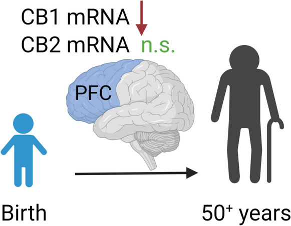 Ageing decreased mRNA expression of cannabinoid CB1R but not CB2R in the PFC of humans with ages ranging from birth to 50 years. PFC, the prefrontal cortex; CB1R, cannabinoid CB1 receptors; CB2R, cannabinoid CB2 receptors; n.s., not significant