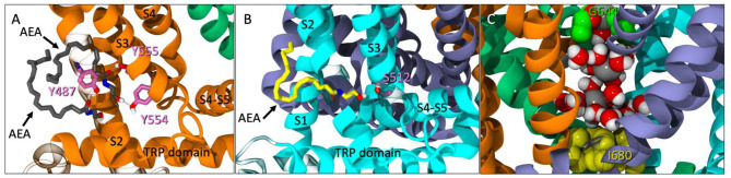 (A) Spontaneous entry of two AEA ligands (gray licorice) into one tunnel of TRPV1 at 246 ns. One AEA interacts with both Y554 and Y555 (pink licorice) while the second interacts with Y487 (pink licorice) near the entrance of the tunnel. (B) Another instance of spontaneous entry where AEA (yellow licorice) enters the tunnel and interacts with S512 (pink), near the VBP at 315 ns. (C) The pore between the upper (G644, green VDW) and lower (I680, yellow VDW) gates with sodium atoms (gray VDW) and water molecules present.