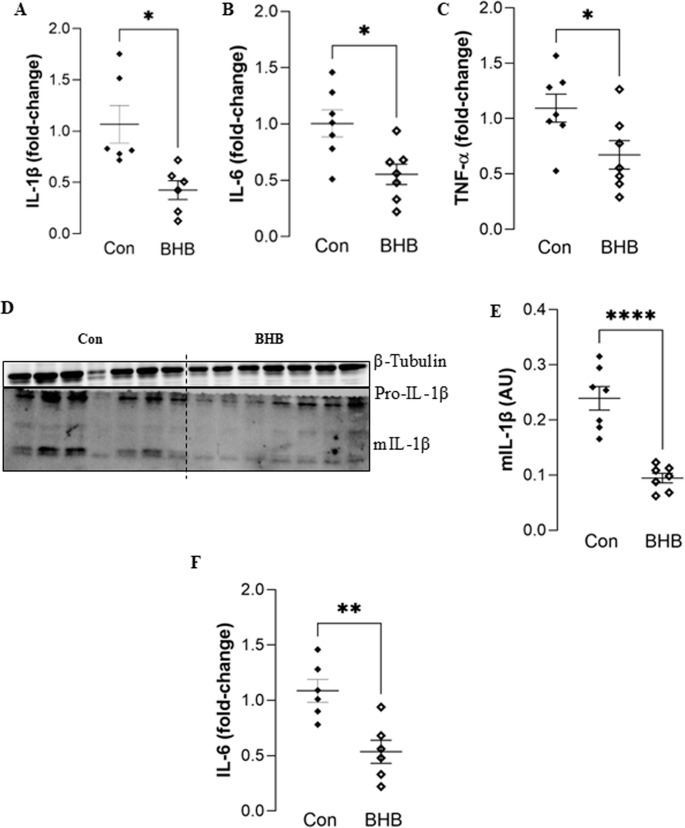 BHB treatment reduces pro-inflammatory cytokine levels in the brains of obese mice. (A) IL-1β mRNA expression fold-change compared to untreated control. (B) IL-6 mRNA expression fold-change compared to untreated control. (C) TNF-α mRNA expression fold-change compared to untreated control. (D) Representative Western blotting data of cortex tissue from control and BHB-treated group showing pro-IL-1ß, mature IL-1ß (mIL-1ß), and α-tubulin expression. (E) Quantification of mIL-1ß expression by densitometric analysis normalized to α-tubulin. n = 7 (F) IL-6 expression measured by ELISA, n = 6–7. Con – control group, BHB – BHB treatment group. AU – arbitrary units. Data are presented as mean ± SEM; *p < 0.05; **p < 0.01; ****p < 0.0001