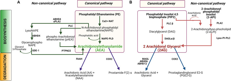 Biosynthesis and degradation of N-arachidonoyl ethanolamine (AEA) and 2-arachidonoyl glycerol (2AG). (A) In the canonical pathway for AEA synthesis and catabolism, an N-acetyl group is added to phosphatidyl ethanolamine (PE) to produce N-arachidonoyl PE, or NAPE, which is then converted to AEA by the enzyme NAPE-PLD. In a non-canonical pathway, NAPE can be hydrolyzed by PLC to produce pAEA, and subsequently dephosphorylated by PTPN22N to produce AEA. Alternatively, NAPE can be converted to lyso-NAPE by the catalytic activity of either ABHD4 or sPLA2, and subsequently, lyso-NAPE is hydrolyzed by ABHD4 and GDE-1 to produce AEA. AEA is hydrolyzed by fatty acid amide hydrolase (FAAH) to produce AA and NAA or, AEA can be oxidized by COX2 to produce prostamide F(2)α. (B) In the canonical biosynthesis pathway for 2AG, PIP2 is hydrolyzed by PLCβ to DAG which is subsequently hydrolyzed by DAGL to produce AG. In the non-canonical pathway, 2-ALPI is synthesized from either PIP2 or 2-API, which is subsequently hydrolyzed by lyso-PI-PLC to generate 2-AG. Degradation of 2AG occurs by hydrolysis by either MAGL or ABHD6 or ABHD12 to produce arachidonic acid and glycerol. Alternatively, 2AG can be oxidized by COX2 to generate to PGE2-G. Abbreviations: NAT, N-acetyltransferase; NAPE-PLD, N-acyl phosphatidylethanolamine-specific phospholipase D; PLC, Phospholipase C; PTPN22, Protein tyrosine phosphatase, non-receptor type 22 (lymphoid); ABHD4, α/β-Hydrolase domain containing 4; sPLA2, Secretory phospholipases A2; GDE-1, Glycerophosphodiester phosphodiesterase-1; FAAH, Fatty acid amide hydrolase; COX2, Cycloxygenase2; DAGL, Diacylglycerol lipase; Lyso-PI-PLC, Lyso phosphatidyl inositol phospholipase C; MAGL, Monoacylglycerol lipase; ABHD6, α/β-Hydrolase domain containing 6; ABHD12, α/β-Hydrolase domain containing 12.