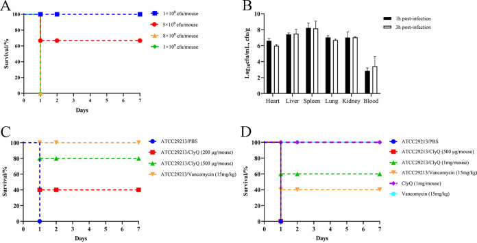 Chimeric lysin ClyQ showed remarkable therapeutic efficiency in the S. aureus systemic infection model. (A) The MLD100 of S. aureus ATCC 29213 in mice. The survival of mice infected with different concentrations of S. aureus ATCC 29213 was observed for 7 days. (B) Bacteria abundances in the heart, liver, spleen, lung, kidney, and blood of mice intraperitoneally infected with 1 × MLD100 S. aureus ATCC 29213 at 1 h and 3 h postinfection. (C and D) Effect of ClyQ and vancomycin on the survival rate of mice infected with 1 × MLD100 S. aureus ATCC 29213. Mice were intraperitoneally treated with PBS, vancomycin (15 mg/kg), and different concentrations of ClyQ at 1 h (C) and 3 h (D) postinfection. The survival rates of mice intraperitoneally injected with ClyQ and vancomycin alone were also recorded for 7 days. Data are expressed as means ± SD.