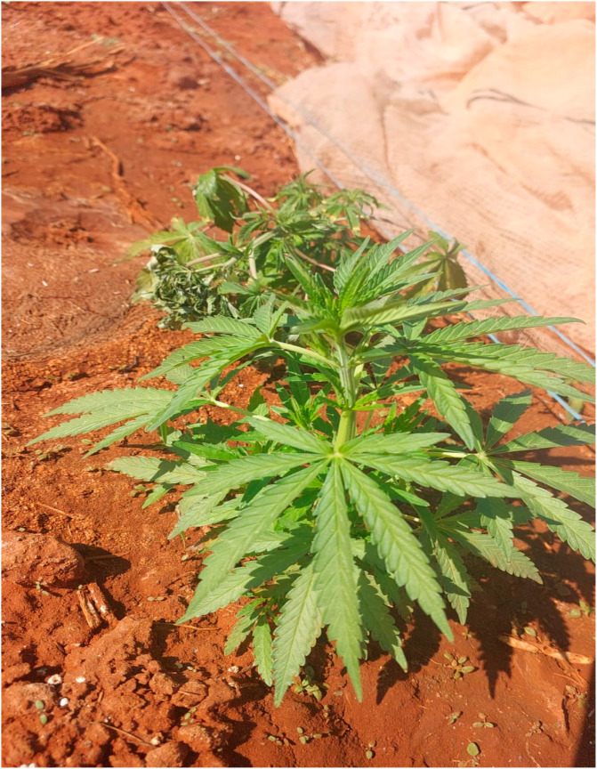 Cannabis plant at the flowering stage grown at Towoomba Research station (Ntsoane T., July 2024).