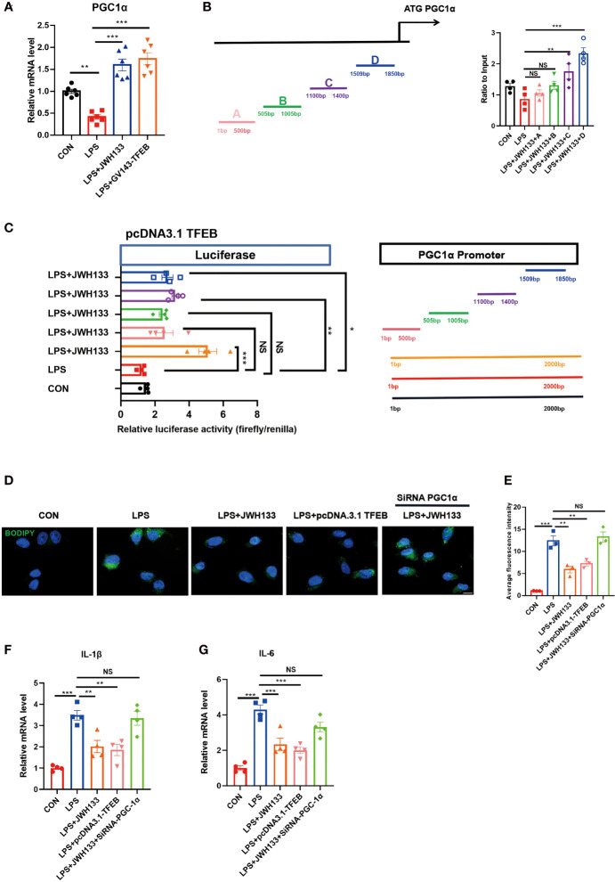 Transfection of GV143-TFEB plasmid into U87 cells. (A) After treatment of cells with LPS and JWH133, mRNA is extracted from U87 cells and PGC-1 expression is detected by Q-PCR (means±SEM, for 6 independent experiments). (B) ChIP analysis of U87 cells. (means±SEM, for 4 independent experiments). (C) Representative diagrams of constructs containing the PGC1α promoter region with either the intact or truncated promoter region of PGC1α. Luciferase activity measured after transfecting increasing amounts of TFEB-Flag combined with PGC1α plasmids (means±SEM, for 4 independent experiments). (D, E) U87 cells transfected with the TFEB-flag plasmid or mediated by PGC1α expression, processed with LPS and JWH133, and stained with BODIPY. Data shown in the figure. (means±SEM, for 3 independent experiments). (F, G) Q-PCR analysis of IL-1β and IL-6 (means±SEM, for 4 independent experiments). NS means not significant, *P < 0.05, **P < 0.01, ***P < 0.001 compared with the corresponding group, as determined by ANOVA.