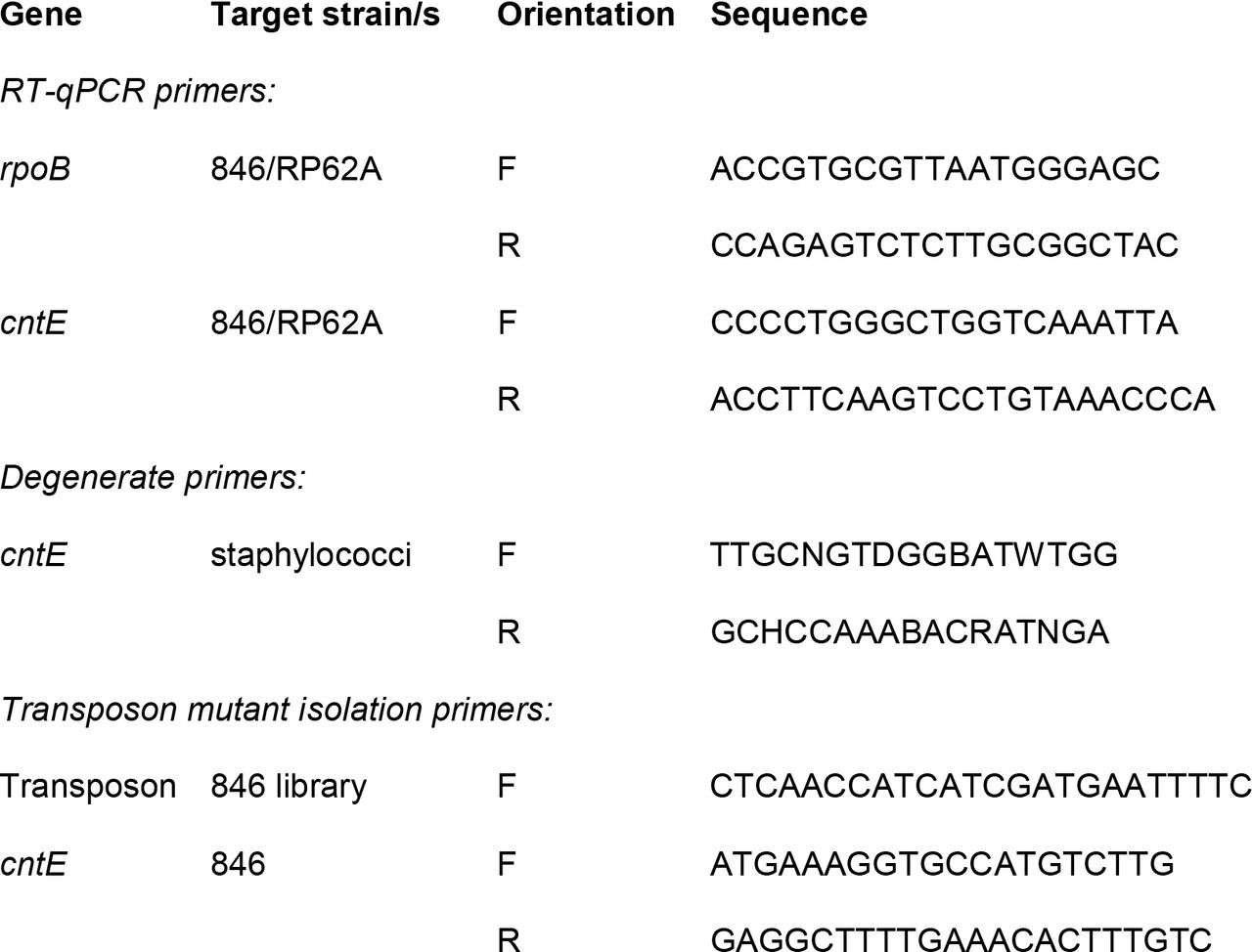 Primers used in this study
