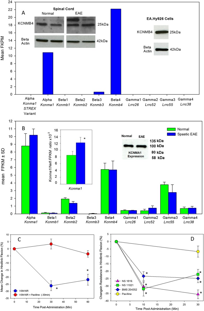 BKCa openers control spasticity. (A) RNAseq expression of BKCa channel components in EA.hy926 cells. Inset represents the western blot of KCNMB4 in EA.hy926 cells, which was tested in four samples, and western blot of KCNMB4 expression in the spinal cord in control (n = 3) and spastic EAE spinal cord tissues (two shown, n = 6 total) showing an additional prominent band, not present in EA.hy926 cells, above the anticipated fragment size more notable during EAE. This antibody detected multiple bands in western blot analyses. (B) RNAseq expression of BKCa channel components in the spinal cords of spastic EAE (n = 3 mice) and age‐matched normal mice (n = 3 mice). The results represent the mean ± SD. Inset represents the western blot of KCNMA1 in control and spastic EAE tissue (Antibody APC‐021 detected a single band at the anticipated size and was repeated with antibody APC‐151 with comparable results), and insets show a significant change in ratio between Kcnma1 and neurofilament light (Nefl) gene levels. (C) Percentage change in resistance to flexion of spastic hindlimbs in ABH mice in response to treatment with 5 mg·kg−1 p.o. VSN16R in water (n = 10 animals, n = 19 limbs) that were pretreated with saline or 1 mg·kg−1 i.p. paxilline (n = 7 animals, n = 14 limbs). (D) Percentage change in resistance to flexion of hindlimbs in ABH mice following injection i.p. with 1 mg·kg−1 paxilline (n = 7 animals, n = 13 limbs), 40 mg·kg−1 i.p. BMS‐204352 (n = 7 animals, n = 13 limbs), 20 mg·kg−1 i.p. NS‐1619 (n = 7 animals, n = 14 limbs) or 10 mg·kg−1 i.p. NS‐11021 (n = 7 animals, n = 13 limbs). *Significant difference compared with baseline.
