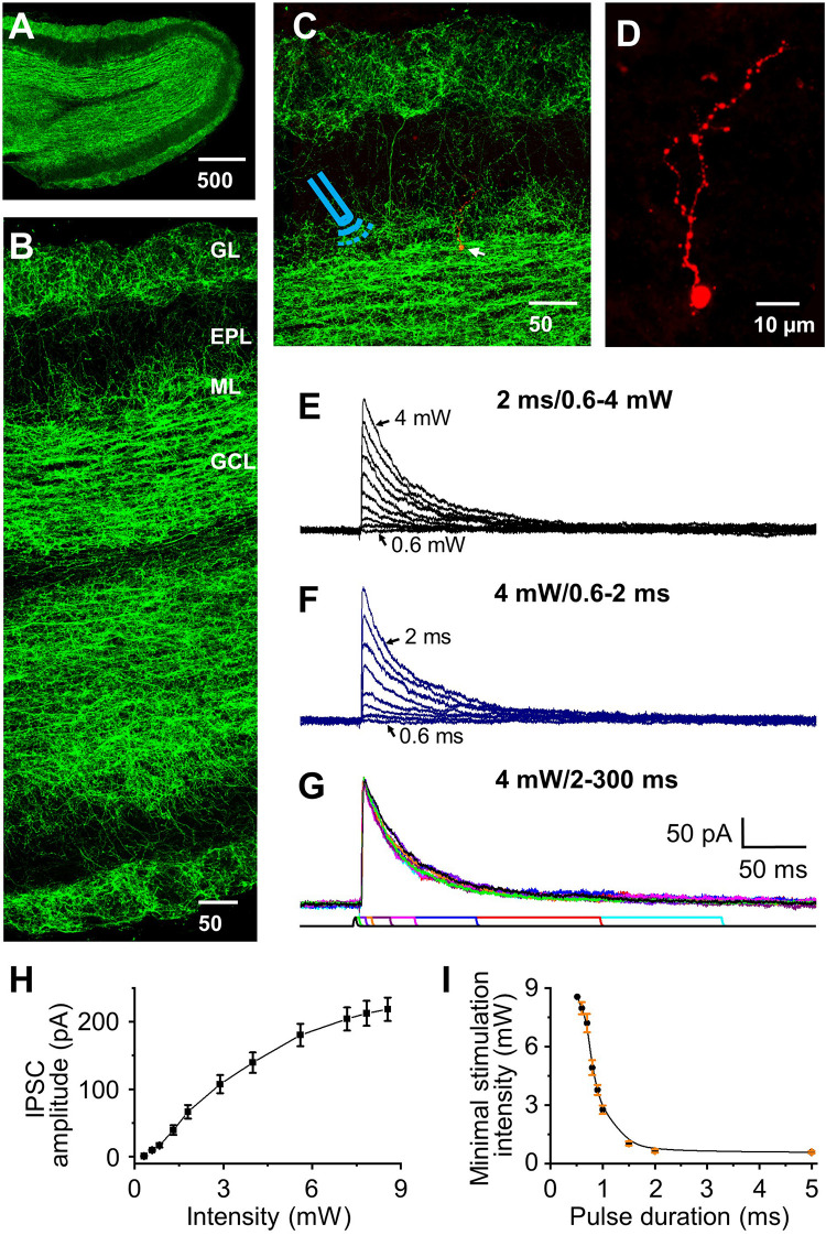 Optical stimulation of HDB-granule cell axons initiates IPSC in granule cells. (A) Staining of ChR2 showing distribution of labeled axons throughout the olfactory bulb. (B) Higher magnification showing differential distribution of ChR2 labeling in olfactory bulb. From highest density to lowest density: granule cell (GCL), glomerular (GL), mitral cell layer (ML), and external plexiform layer (EPL). (C) Double staining of ChR2 (green) and biocytin (red, arrow) filled granule cell, with the Icon representing the approximate location of the fiber optic on incoming axons to the target cell. (D) Higher magnification showing a representative biocytin filled granule cell. (E) Representative IPSCs (low to high amplitude) elicited by varying optical stimulation intensities from 0 to 4 mW (0.6, 0.7, 0.8, 1, 1.2, 1.5, 2, 2.5, 3, 4 mW) at a pulse duration of 2 ms. (F) Representative traces showing that the IPSC peak amplitude decreases as the pulse duration decreases (2, 1.5, 1.3, 1, 0.9, 0.8, 0.7, and 0.6 ms) stimulated at 4.0 mW. (G) Representative traces showing similar IPSC amplitude when the pulse duration was 2 ms or longer (5, 10, 15, 30, 50, 100, 200 and 300 ms) at stimulation intensity of 4.0 mW. (H) Group data showing current response curve of different optical stimulation intensities from 0 to 8.5 mW at pulse duration of 2 ms. N = 6. (I) The minimal intensity at different pulse duration of optical stimulation to initiate a threshold postsynaptic current. The threshold was set as 2 × σnoise, where σnoise was measured during periods of no visually detectable events and was typically 2–4 pA. Optical power delivered power ranges of ∼0.5 to 8.5 mW. N = 5.