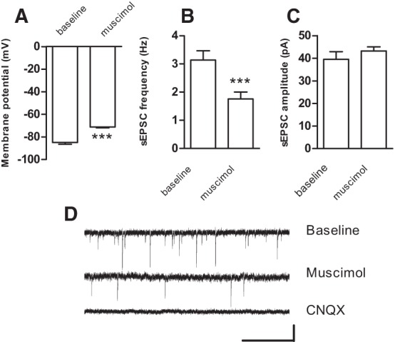 Muscimol has post- and presynaptic effects on medium spiny projection neurons in the NAc of adolescent mice. (A) Membrane potential (mean ± SEM) before and after muscimol (1 µM) measured in five medium spiny projection neurons in the NAc of adolescent mice in whole-cell current-clamp mode. (B,C) Average frequency (B) and amplitude (C) of sEPSCs measured in six medium spiny projection neurons in the NAc of adolescent mice before (baseline) and after muscimol application. (***) P < 0.001 compared with baseline (paired Student's t-test). (D) sEPSCs recorded in whole-cell voltage-clamp mode (at −80 mV) in one medium spiny projection neuron before (upper trace) and after perfusion with muscimol (1 µM, middle trace). Bath application of the AMPA receptor antagonist CNQX (10 µM, lower trace) eliminates all sEPSCs, demonstrating that the events measured are mediated by spontaneous release of glutamate. Scale bars: 20 pA/1 sec.
