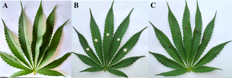 Pathogenicity test of endophytic fungal isolates on healthy hemp leaves: control uninoculated (A) and leaves inoculated with Macrophomina phaseolina (B), and Diplodia theobromae (C).
