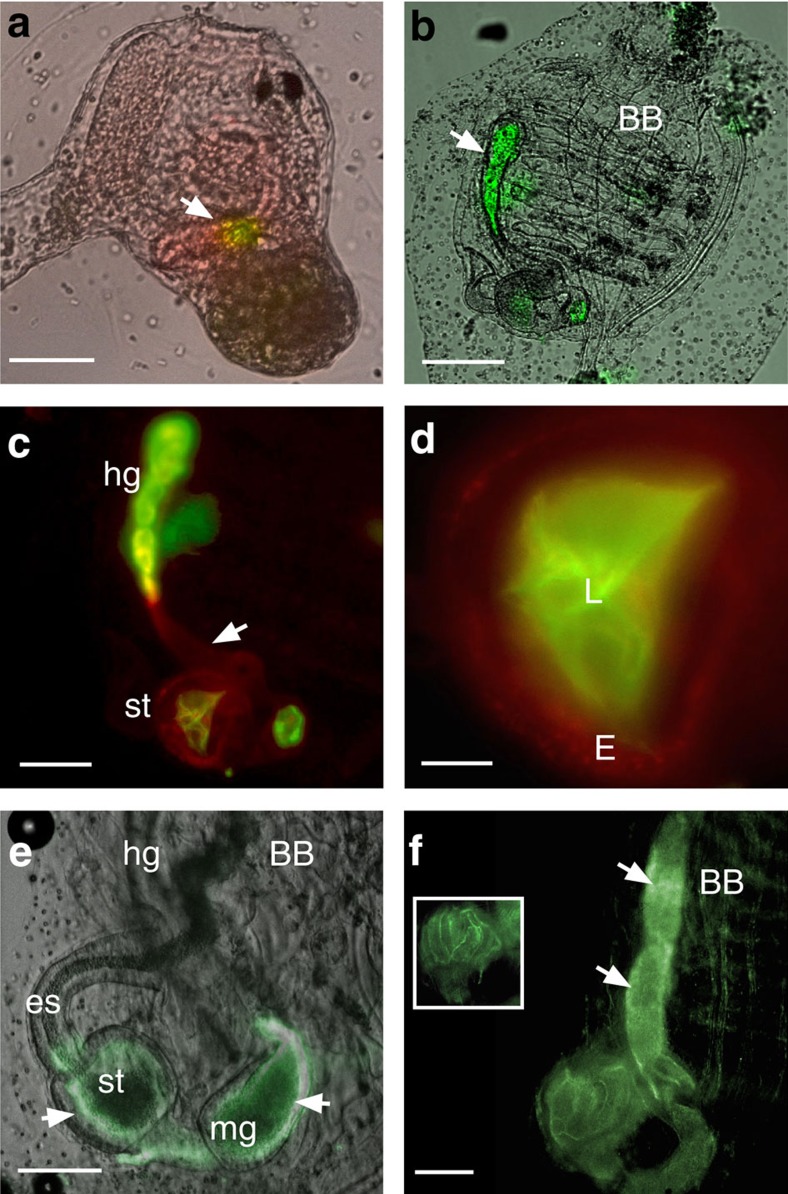 Chitin is expressed endogenously and its colocalization with VCBP-C is independent of microbial exposure.(a) Signals for VCBP-C (Alexa Fluor 594, red) and chitin (Fc-CBD-C DyLight 488, green) are colocalized (yellow, arrow) in the intestinal region of the gut primordium of late rotation stage juveniles maintained under germ-free conditions and persists throughout development. Gut development is complete by stage 5/7, with the immediate onset of feeding13. (b) Intestinal mucus is chitin-rich (in green, arrow). (c) Magnified view of gut (from b) in which VCBP-C (in red, arrow) is distributed primarily at the edges of the gut tissue surfaces. Chitin-rich pellets are seen in the distal gut and are purged into environment before feeding. (d) Magnified view of the stomach demonstrates chitin-rich mucus and VCBP-C in the epithelium, red. (e) Chitin (green) is prominent and restricted to the stomach and midgut epithelium 2–3 weeks post fertilization; chitin-rich mucus cannot be detected in the oesophagus or branchial basket. Intense signal is evident at the outer edges and are more prominent on the ventral side (arrows) of the stomach and midgut; a chitin signal also is prominent in fecal pellets (not visible in e) but cannot be detected in the hindgut epithelium. (f) Chitin is prominent throughout the gut to the anus in the whole-mount staining of young adults (second ascidian stage and onwards); images of both sides of the stomach are included to emphasize enhanced signal in ridges of the epithelial grooves (inset). Bright field overlays are shown in a,b,e. Scale bars (a,c), 50 μm; (b,e), 100 μm; (d) 25 μm; and (f) 200 μm. BB, branchial basket; E, epithelium; es, oesophagus; hg, hindgut; L, stomach lumen; mg, midgut; st, stomach.