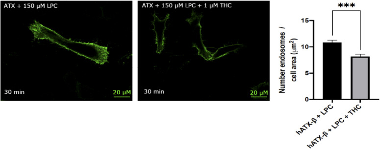Physiological effect of THC on LPA1 receptor internalization.Quantification of LPA1 receptor internalization revealed that THC reduced the number of endosomes internalized when compared to untreated condition, paired t test, P = 0.0008. All error bars represent the SEM, calculated from 11 images per condition in biological triplicate experiments.
