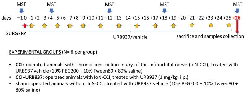 Experimental design of the set for the prevention of mechanical allodynia. Timeline for treatment, mechanical stimulation test (MST) procedures, and experimental groups.