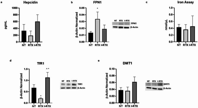 Effects of TRPV1 stimulation on iron metabolism modulation in macrophages derived from SCD pediatric/young patients. Evaluation of hepcidin (a) release from sickle cell disease macrophages compared to healthy donors’ (HD) macrophages, revealed through an enzyme-linked immunosorbent assay (ELISA). The graphs show hepcidin levels (pg/mL) as the mean ± standard deviation (SD). For statistical analysis, a Shapiro-Wilk Normality test was used to asses whether the distribution of our samples were normal or not. The samples showed normal distribution, and we performed one way ANOVA test followed by Tukey HSD as post hoc. FPN1 (b), TfR1 (d), and DMT1 (e) protein expression levels in SCD macrophages of pediatric/young patients’ compared to NT, evaluated by Western blotting, starting from 15 µg of total lysates. The most representative images are displayed. The protein bands were detected through Image Lab Ink 6.1 software “BIORAD”, the intensity ratios of immunoblots compared to NT, taken as 1, were quantified after normalizing with the respective controls. The relative quantification for these proteins, normalized for the housekeeping protein β-Actin, is represented in the histograms as the mean ± SD. For statistical analysis, a Shapiro-Wilk Normality test was used to asses whether the distribution of our samples were normal or not. All samples showed normal distribution, and we performed one way ANOVA test followed by Tukey HSD as post hoc. *, p ≤ 0.05 compared to NT; ^, p ≤ 0.05 compared to JWH-133. Original blots/gels are presented in Supplementary Uncropped WB Figures. Fe3+ (c) intracellular concentrations (nmol/µL) in NT and SCD macrophages of pediatric/young patients’, determined by iron assay. Histogram shows Fe3 + concentration as the mean ± SD. For statistical analysis, a Shapiro-Wilk Normality test was used to asses whether the distribution of our samples were normal or not. No samples showed a normal distribution and we employed a Kruskal-Wallis Test, followed by the Dunn’s Test as post hoc.
