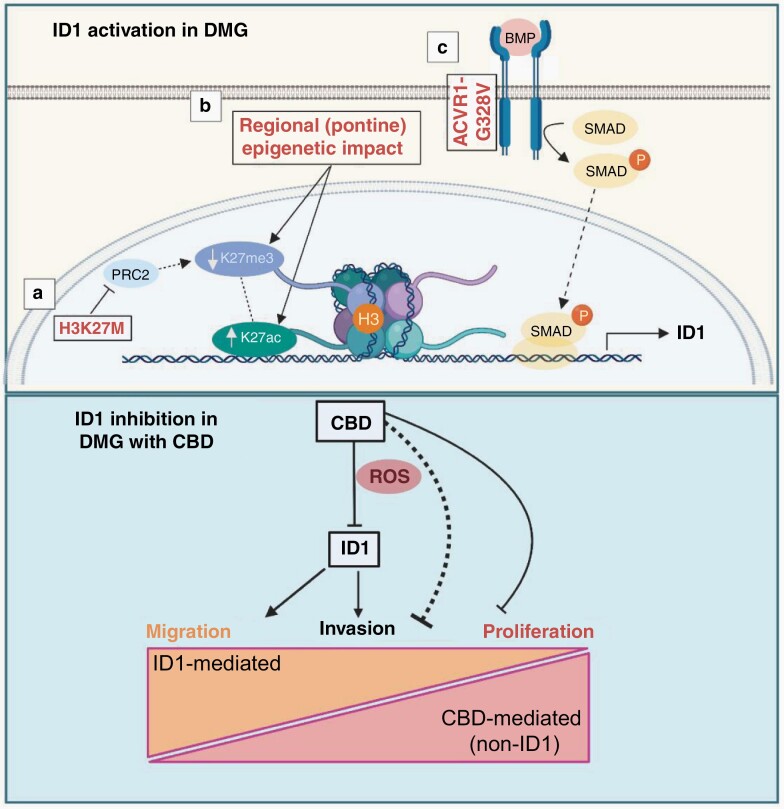 Proposed model of ID1 activation in DMG (upper panel) and its inhibition with CBD and downstream phenotypic impact (lower panel). The proposed activation model is made up of the following sub-sections: (a) H3K27M inhibits PRC2, leading to global decreases in H3K27me3 and subsequently allowing for increased H3K27ac. (b) Regional or tissue-specific factors and/or (c) constitutively activating ACVR1 mutations increase ID1 expression via SMAD protein signaling. ID1 inhibition by CBD treatment, which partially acts through increasing intracellular levels of reactive oxygen species (ROS), regulating migration and invasion in an ID1-dependent manner, while inhibiting proliferation in an ID1-independent manner. Image created with BioRender.