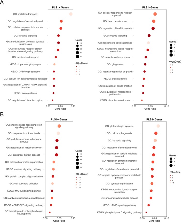 The top 10 enriched pathways from GO and KEGG analyses for PLS1 weighted genes were linked to region‐specific alterations in MIND in subtype 1 (A) and subtype 2 (B).